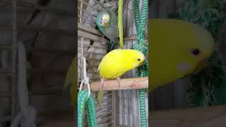 Parakeets Eating Veggies, #shorts Cute Budgies Chirping. Reduce Stress of lonely Birds