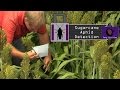 Sugarcane Aphid Scouting and Detection in Sorghum