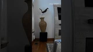 Cat Breaks Vase