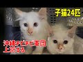 沖縄から行き場のない子猫24匹を空輸しました！