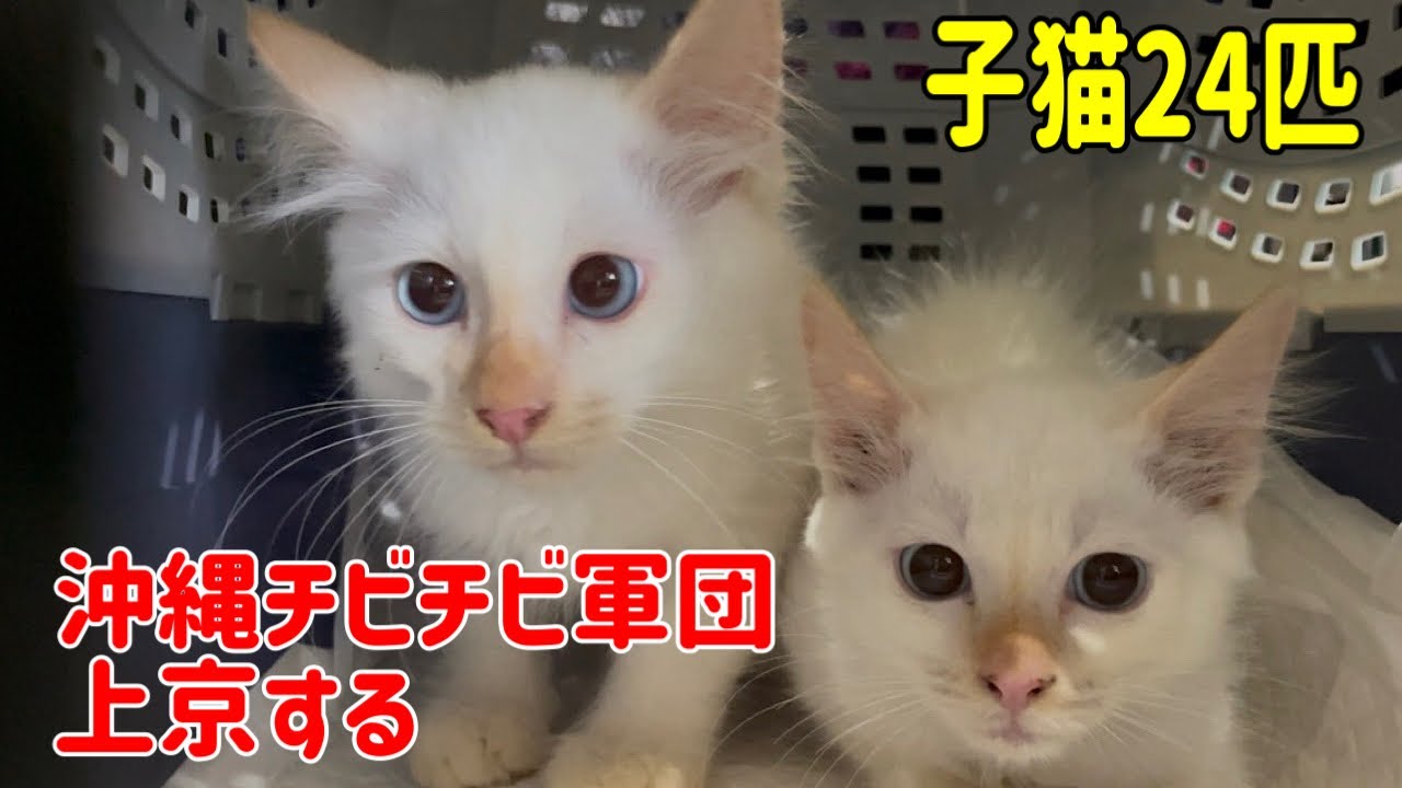 沖縄から行き場のない子猫24匹を空輸しました！