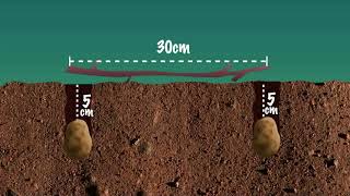 POTATO FARMING: Shamba Shapeup Feature.