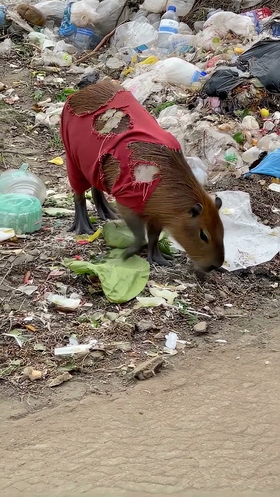 Homeless Capy 😭 #capy #capybara