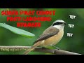 Suara Pikat Cendet Ampuh Pasti Langsung Nyamber Mp3 - Mp4 Download