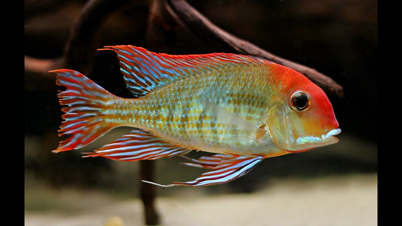 synet Vær venlig Ulydighed Geophagus sp. "tapajos" Red Head - YouTube