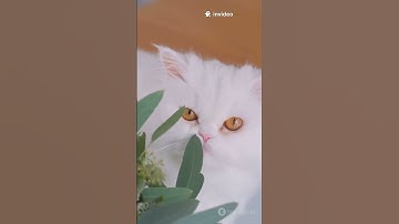 What Is Machine Learning? 🤖🔥 Explained in 60 Seconds! | ZeroOne AI #shorts #foryou #ai