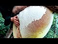 Wild honey harvesting satisfying  honeycomb is 14kg delicious honey
