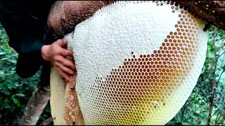 Wild Honey Harvesting Satisfying | Honeycomb is 14kg Delicious Honey