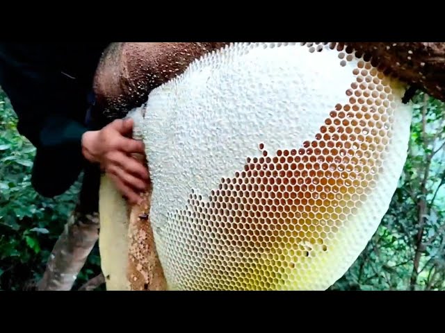 Wild Honey Harvesting Satisfying | Honeycomb is 14kg Delicious Honey class=