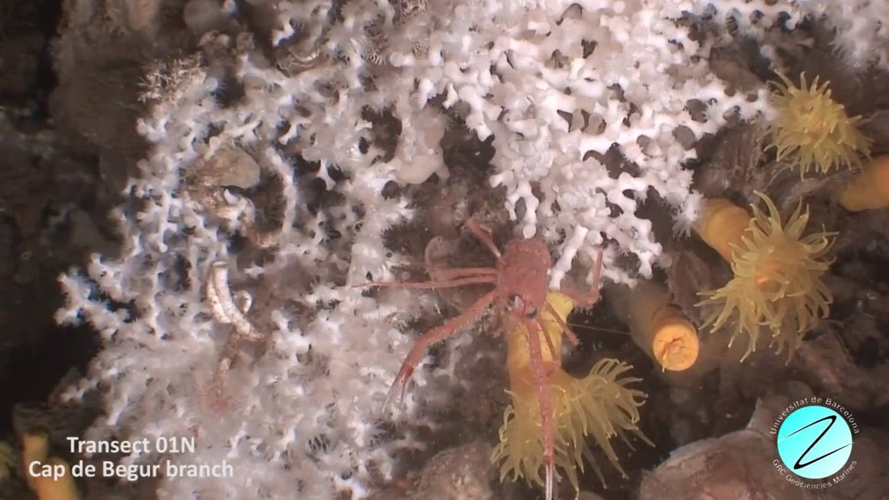 Cold-Water Corals in La Fonera Canyon Head, Northwestern Mediterranean Sea