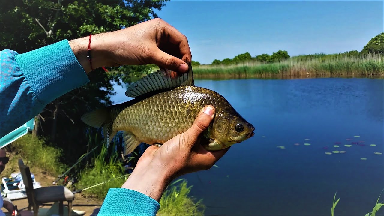 Pecanje babuške na plovak - Dunavac | Fishing on float