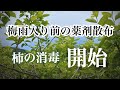 柿の消毒が始まりました。