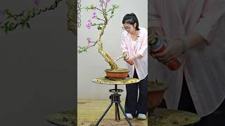Transforming a natural bougainvillea plant into a super bonsai tree. #bonsai #flowers #분재