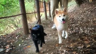 早朝パトロールを終えしばし休憩をとる警備隊 Morning walk with dog and cats