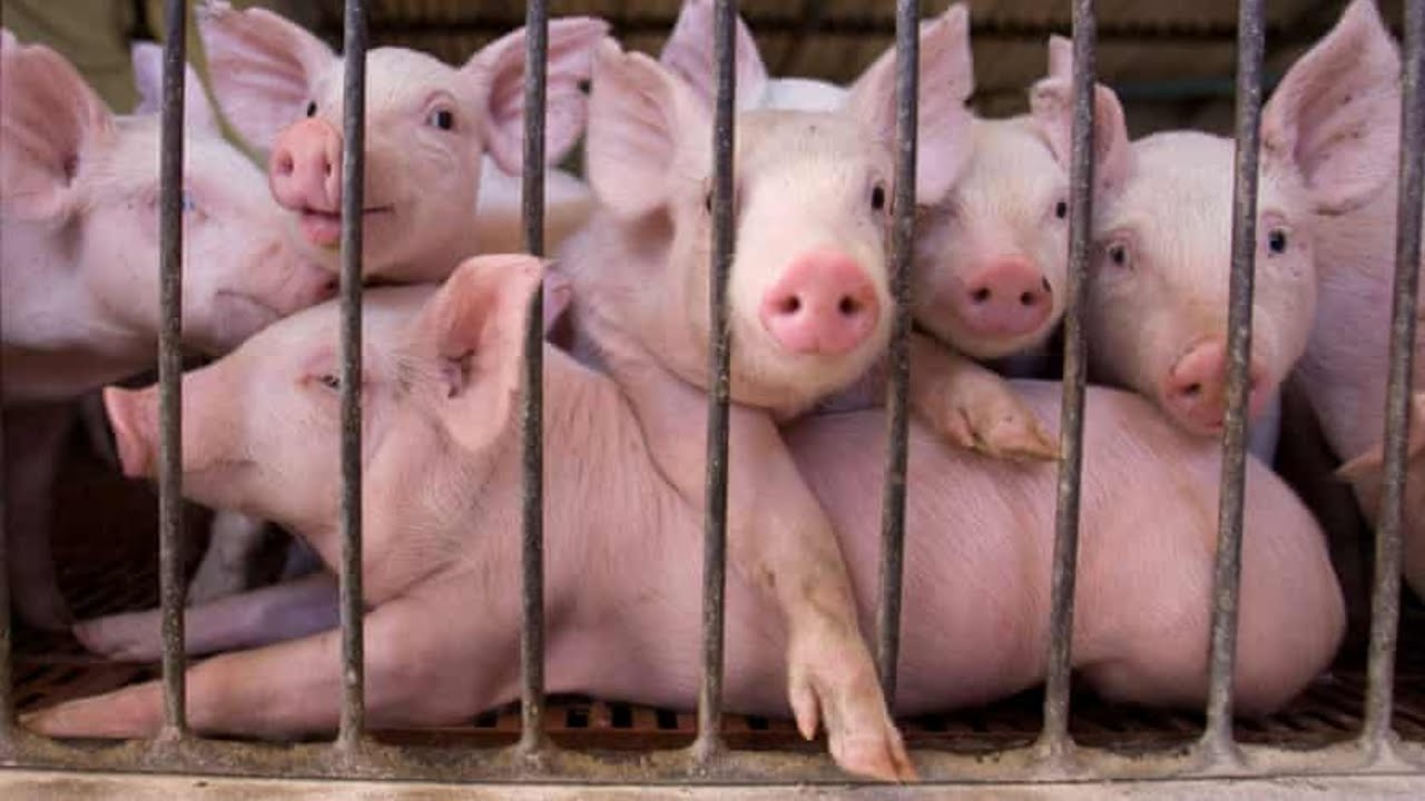 10-pig-farming-in-india-youtube