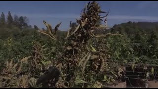 State AG revamping California's illegal marijuana-enforcement program