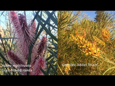 The Australian Rockery hqdefault