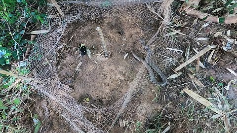 Easy Snake Trap Using Baby Duck & Nets
