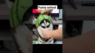 Funny animal videos #shorts #funny #animals