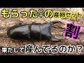 【クワガタ カブトムシ生活】 オオクワガタ スマトラヒラタ 産卵セット 割り出し クワガタ飼育 【stag beetle】