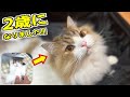 180万回再生された子猫が2歳になりました！！ちっちゃくてめんこかったコロタも今ではモフモフ怪獣です 笑
