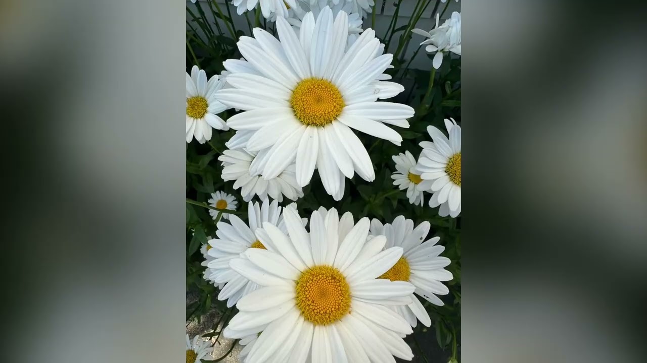 Random Flowers & Gardens in Seattle 09