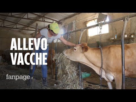 Video: Come Allevare Le Mucche