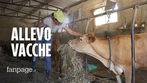 Dove vengono allevati i bovini in Italia?