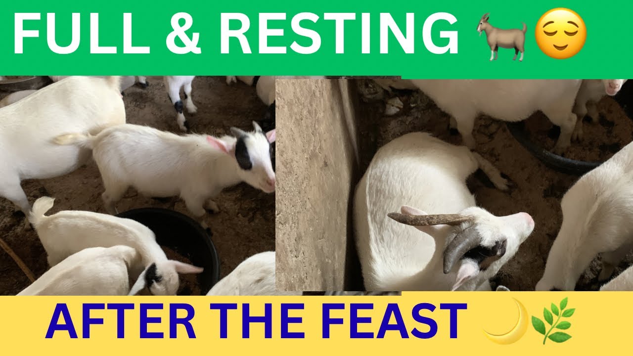 After the Feast — Goats Rest Under the Night Sky 🌙🐐 (Live)