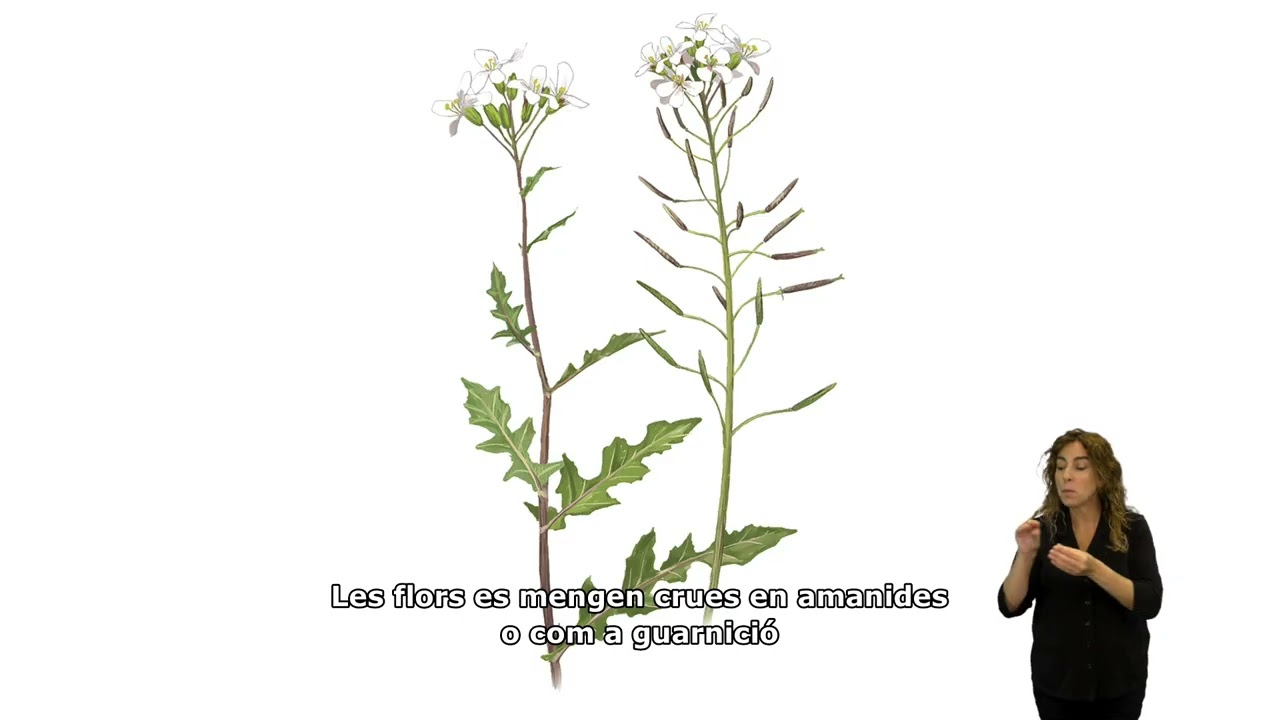 Faristol 4 – Espai situat davant Cal Gras (Hortes de Santa Eugènia). Català.