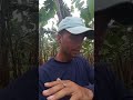 qual variedade de banana e melhor de cuidar