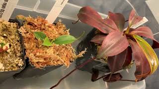 Nepenthes Attenboroughii Unboxing + A Look Inside My Highland Terrarium | Plants