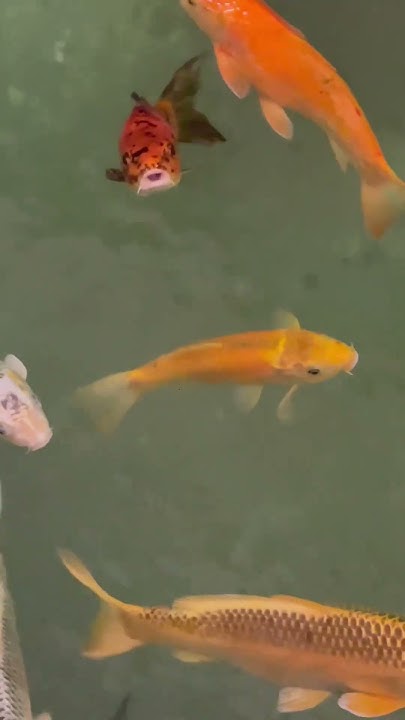 Kois im Teich YouTube