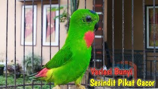 Serindit Anda Akan Nyaut Mendengar Variasi Bunyi SERINDIT PIKAT GACOR Main Singa Seperti ini