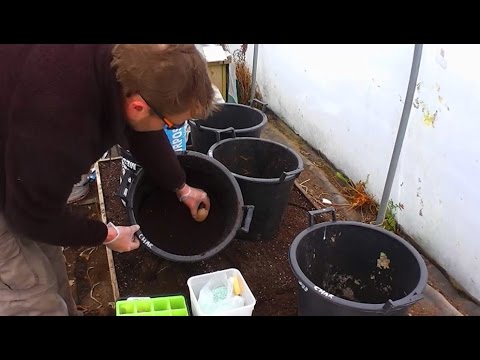 Allotment Diary : Planting the first Container grown Potatoes