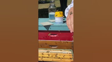 Shaking bees for a mite test!  #florida #bees #homestead