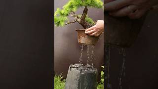 How to properly water bonsai
