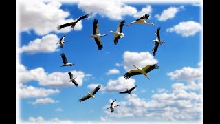 Видеопрезентация «Журавли – птицы мира и добра»: 75-летию Великой Победы и Году журавлей посвящается