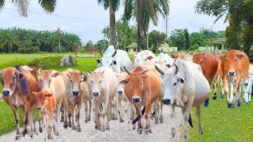 Video Gembala sapi lembu Menuju kandang, Suara Sapi Moo Memanggil kawanan untuk pulang - Sapi lucu🐄🐮