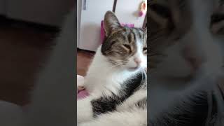 #cat #kotek #kot #kotki #cute #funny #tadziu