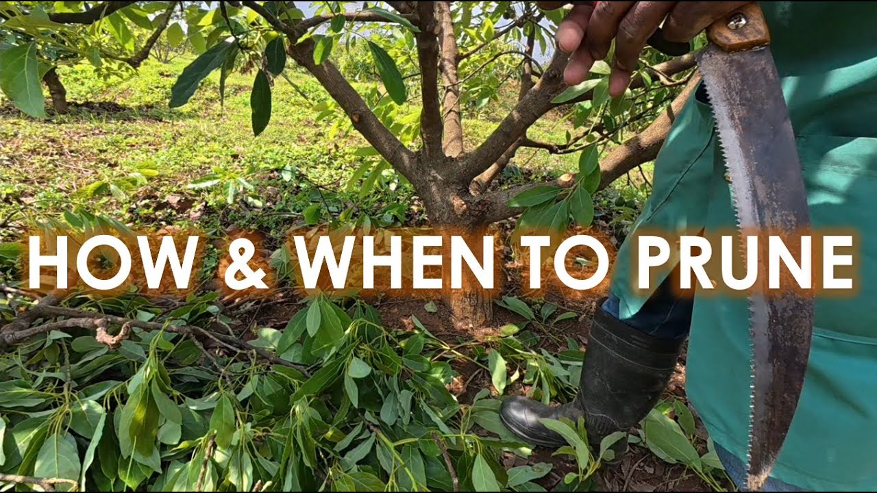 Как и когда обрезать деревья авокадо
