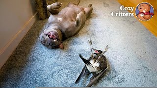 This Bird Has Decided to Become a Family Dog | Cozy Critters