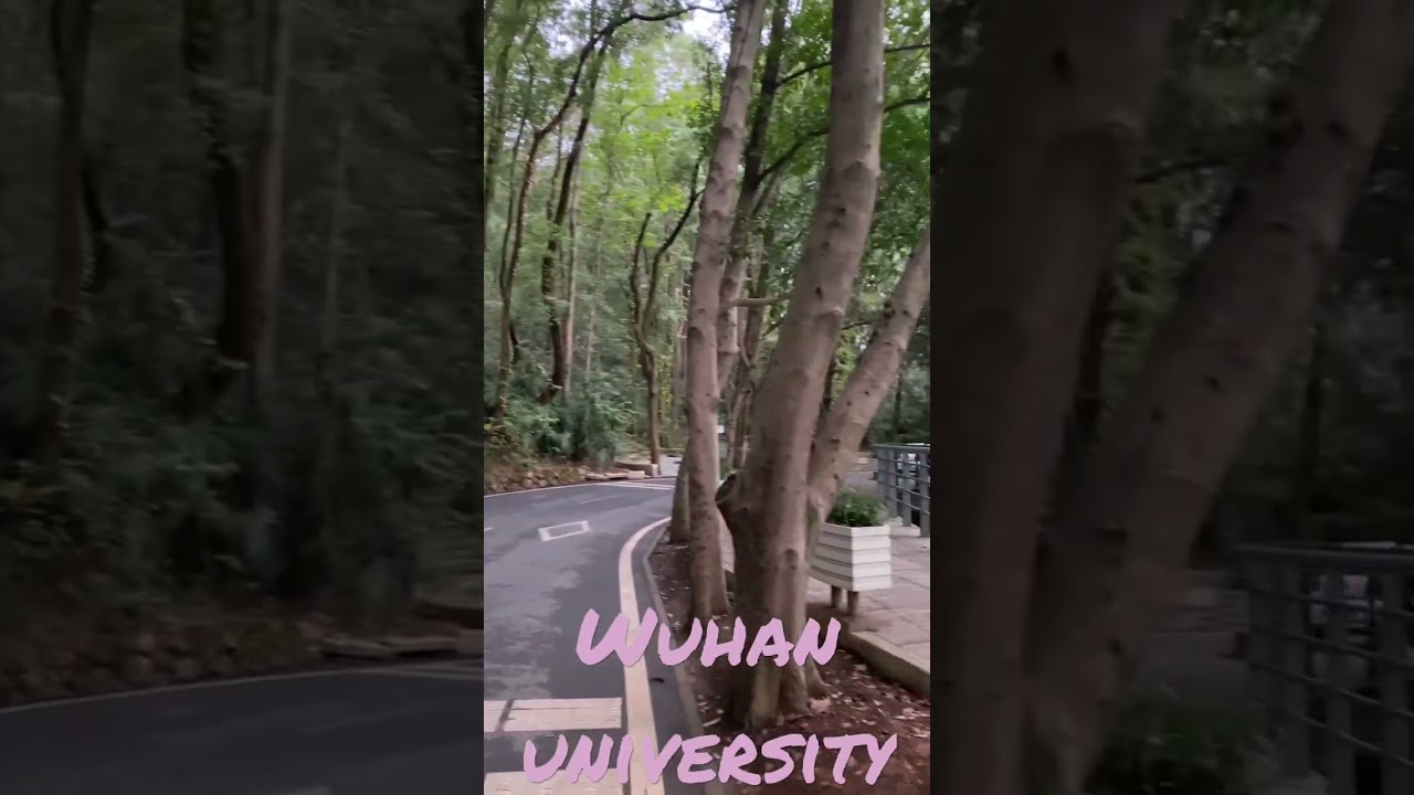 Wuhan university full of trees and green beds China is great 