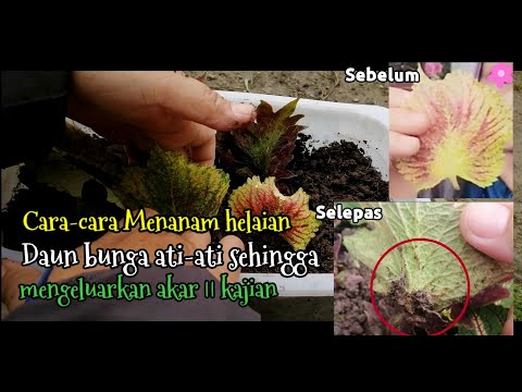 Video: Cara Mengeluarkan Helaian Tambahan