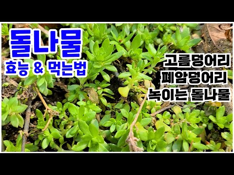 폐에 잔뜩 쌓인 고름!  폐암덩어리 녹인다는 돌나물 이렇게 드셔보세요 (feat.별꽃나물)