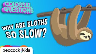 Why Are Sloths So Slow? | COLOSSAL QUESTIONS