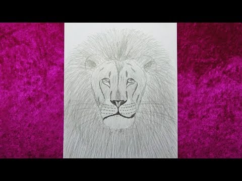 How to draw a lion, Cómo dibujar un león - YouTube