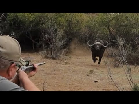 Buffalo charge, Buffalo hunting, Heym Double Rifles, Hunting Buffalo with double rifles, Safari.