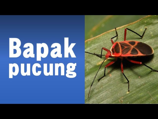 Bapak Pucung Tembang Macapat Jawa Tengah Youtube Bapak Pucung Tembang Macapat Jawa Tengah Youtube