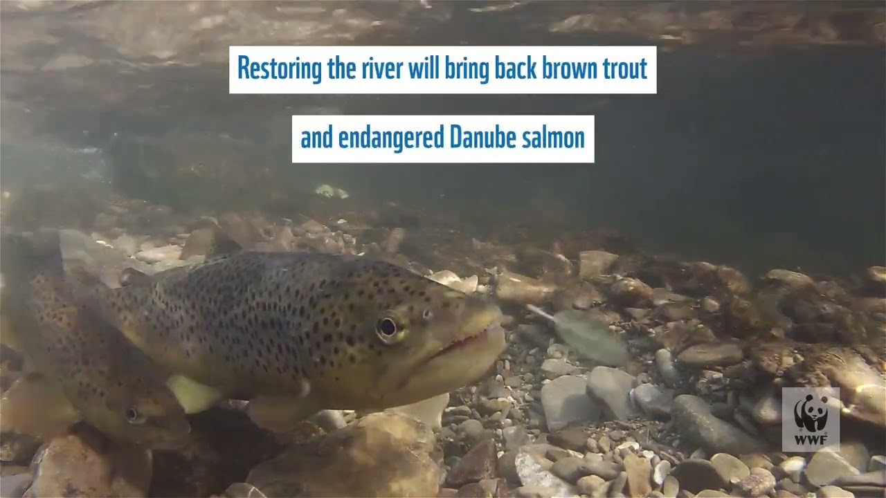 Bayurivka Dam Removal, Carpathian mountains - Ukraine